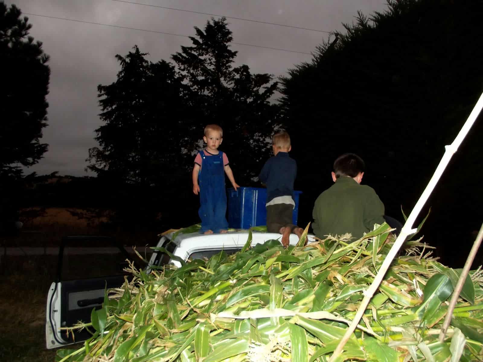Gayle and the boys brought home all the corn, then picked it off the stalks and husked it.