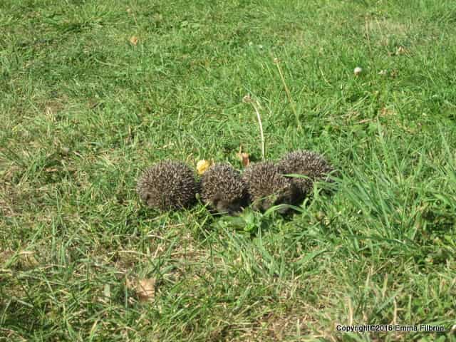 We saw four baby hedgehogs one afternoon in the yard. Unfortunately, they've been found stealing eggs from us.